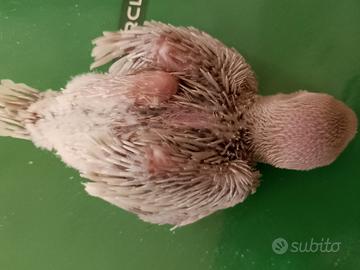 Parrocchetto dal collare