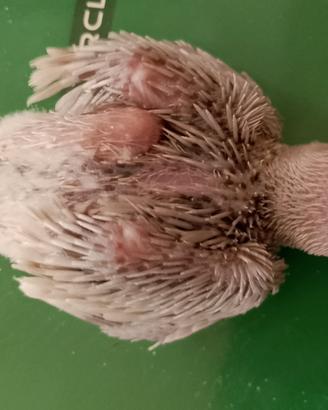 Parrocchetto dal collare
