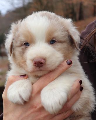 Cuccioli pastore australiano