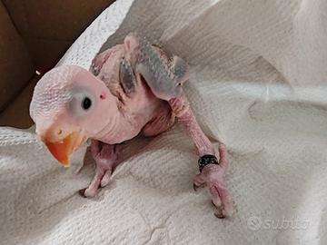 Pullo parrocchetto dal collare