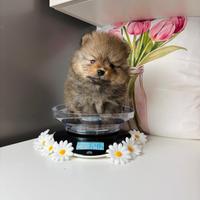 CUCCIOLO Volpino pomerania TOY 2 mesi