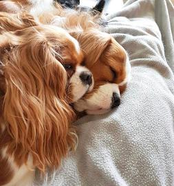 Cavalier king Charles Spaniel