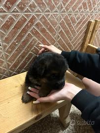 Cuccioli di Pastori Tedeschi
