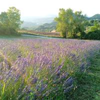 lavanda