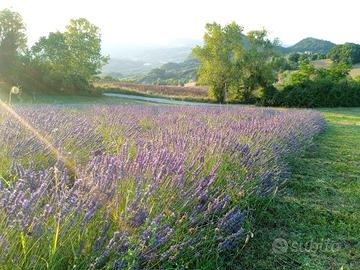 lavanda