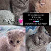 Gattini di razza Scottish