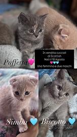Gattini di razza Scottish