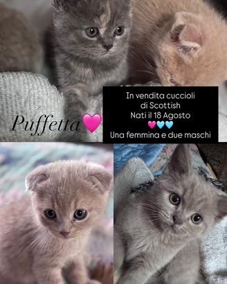 Gattini di razza Scottish