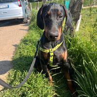 Cuccioli di dobermann Europeo