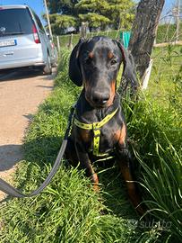 Cuccioli di dobermann Europeo