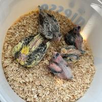 Calopsite da imbecco