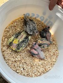 Calopsite da imbecco