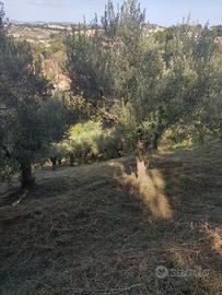 Terreno con annesso uliveto a Mogliano (MC)