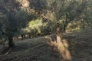 Terreno con annesso uliveto a Mogliano (MC)
