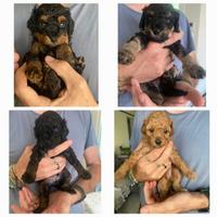 Barboncini con pedigree