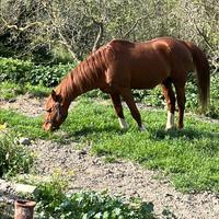 Monte per cavallo