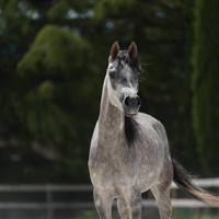 Disponibile cavalla araba