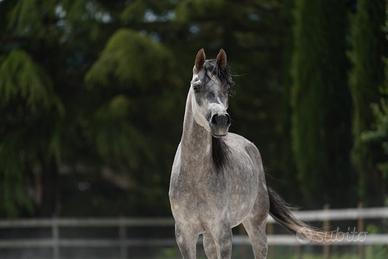 Disponibile cavalla araba