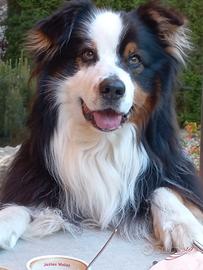 Disponibile per monta - pastore australiano maschi