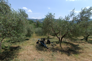 Falciatrice BCS a petrolio