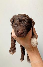 Cuccioli lagotto romagnolo