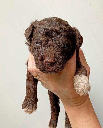 Cuccioli lagotto romagnolo