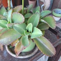Pianta Kalanchoe daigremontiana