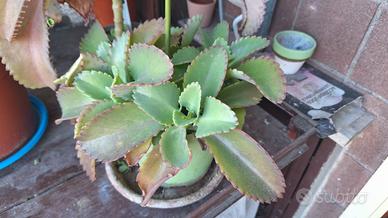 Pianta Kalanchoe daigremontiana