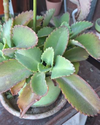 Pianta Kalanchoe daigremontiana