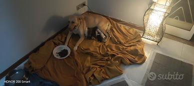 Cuccioli labrador metticio