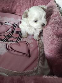 Maltese