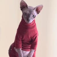 Sphynx seal blue tabby