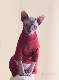 Sphynx seal blue tabby