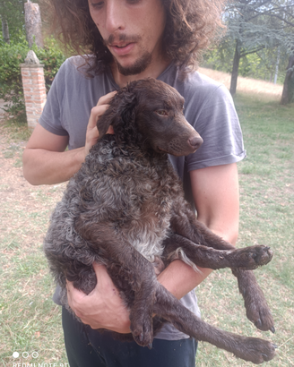 Lagotti Springer