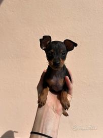 Cuccioli di pinscher nano