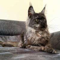 Femminina Maine Coin