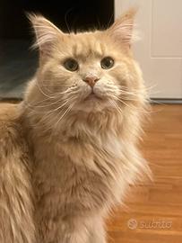 Femmina adulta Maine Coon