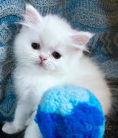 Gattino persiano