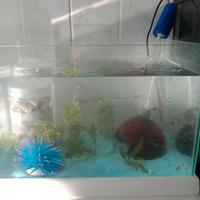 Aquario con guppy e accessori