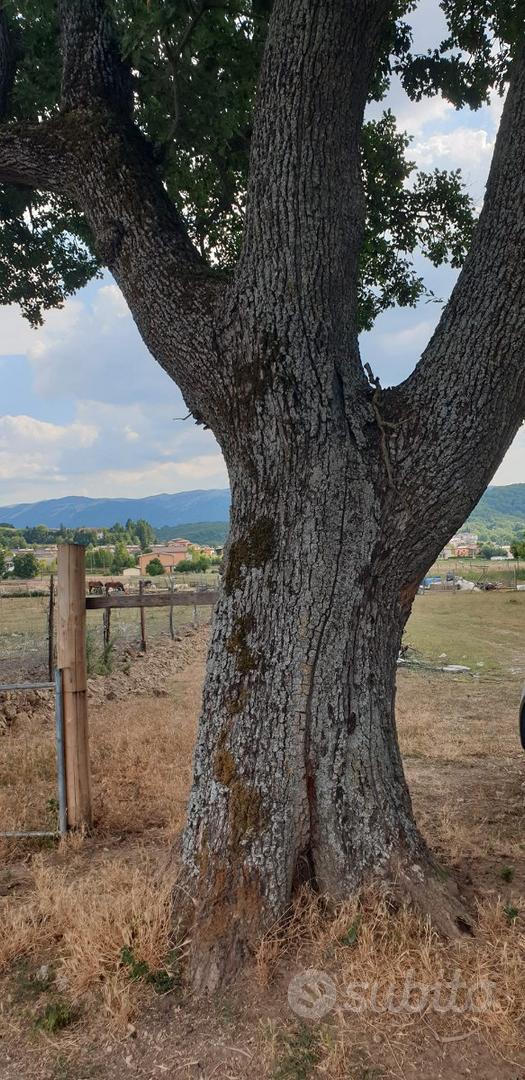 Vendita terreno agricolo - Vista 3