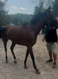 Cavalla 5 anni