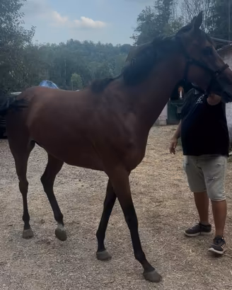 Cavalla 5 anni