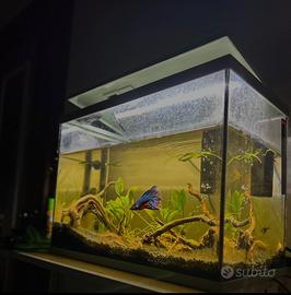 acquario 25 litri con pesci