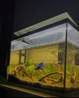 acquario 25 litri con pesci