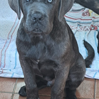 Cane corso, cuccioli