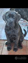 Cane corso, cuccioli