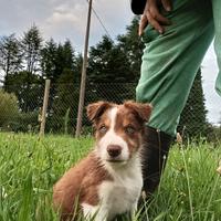 Border collie