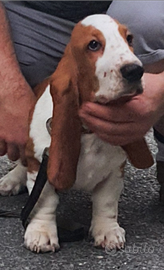 Cuccioli Bassethound
