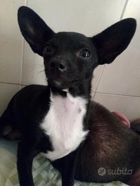 Cucciola pincher