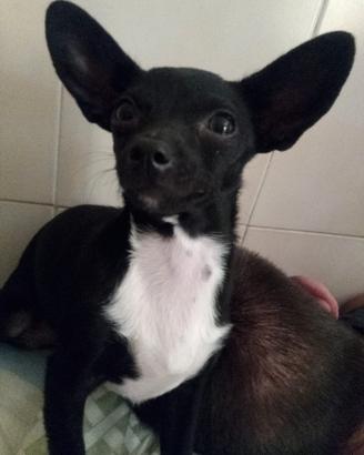 Cucciola pincher